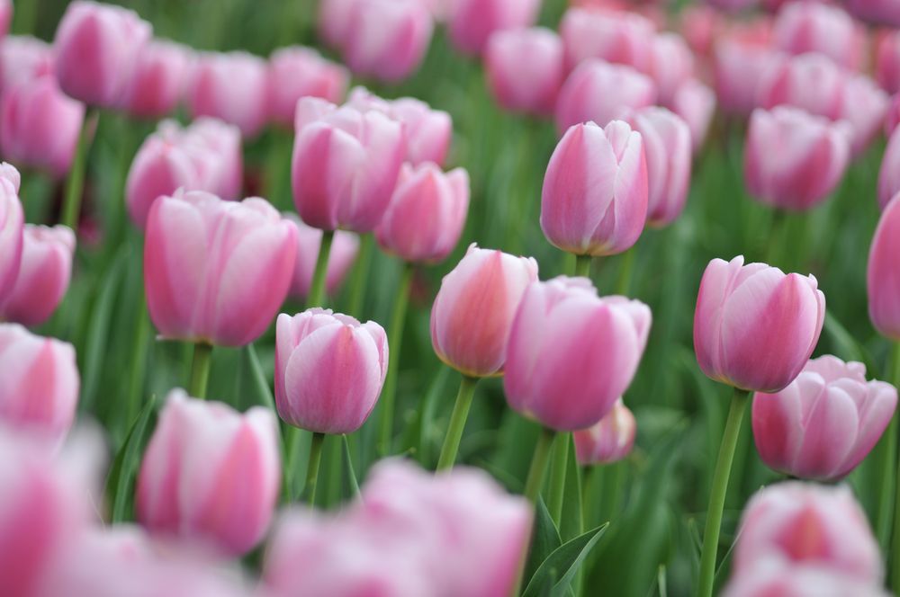 Nur ein paar Blümchen...