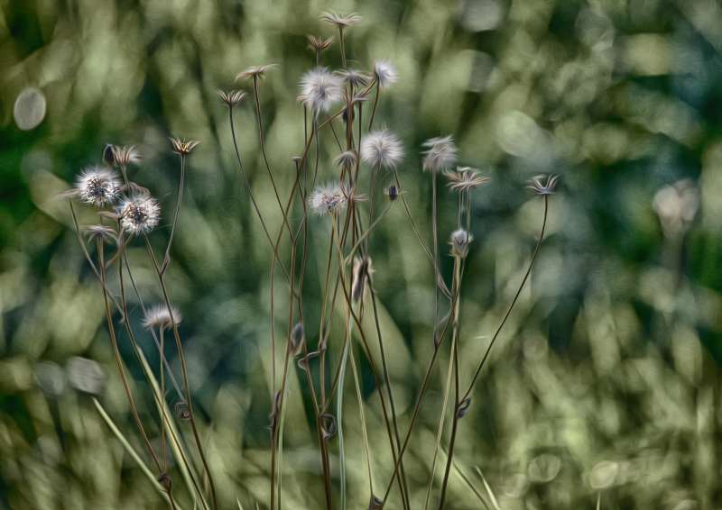 nur ein paar Blumen