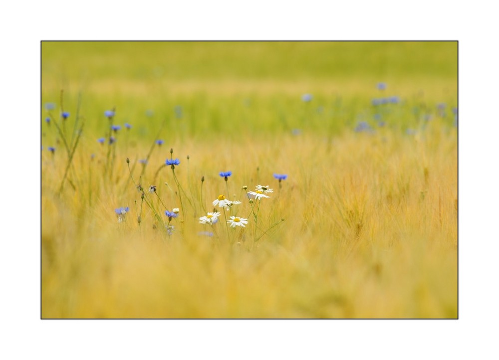 Nur ein paar Feldblumen