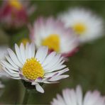 Nur ein paar Gänseblümchen