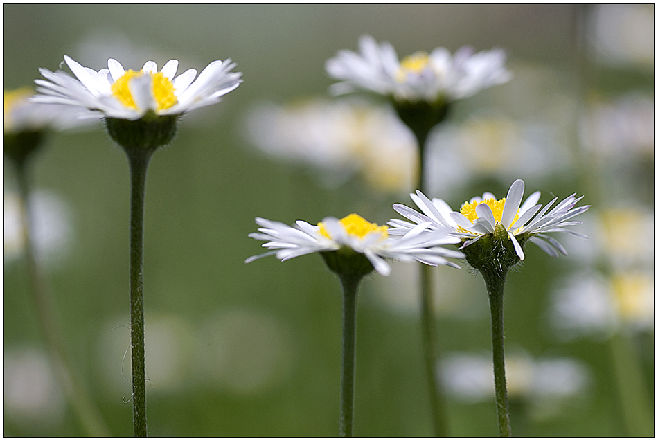 nur ein paar Gänseblümchen