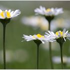 nur ein paar Gänseblümchen