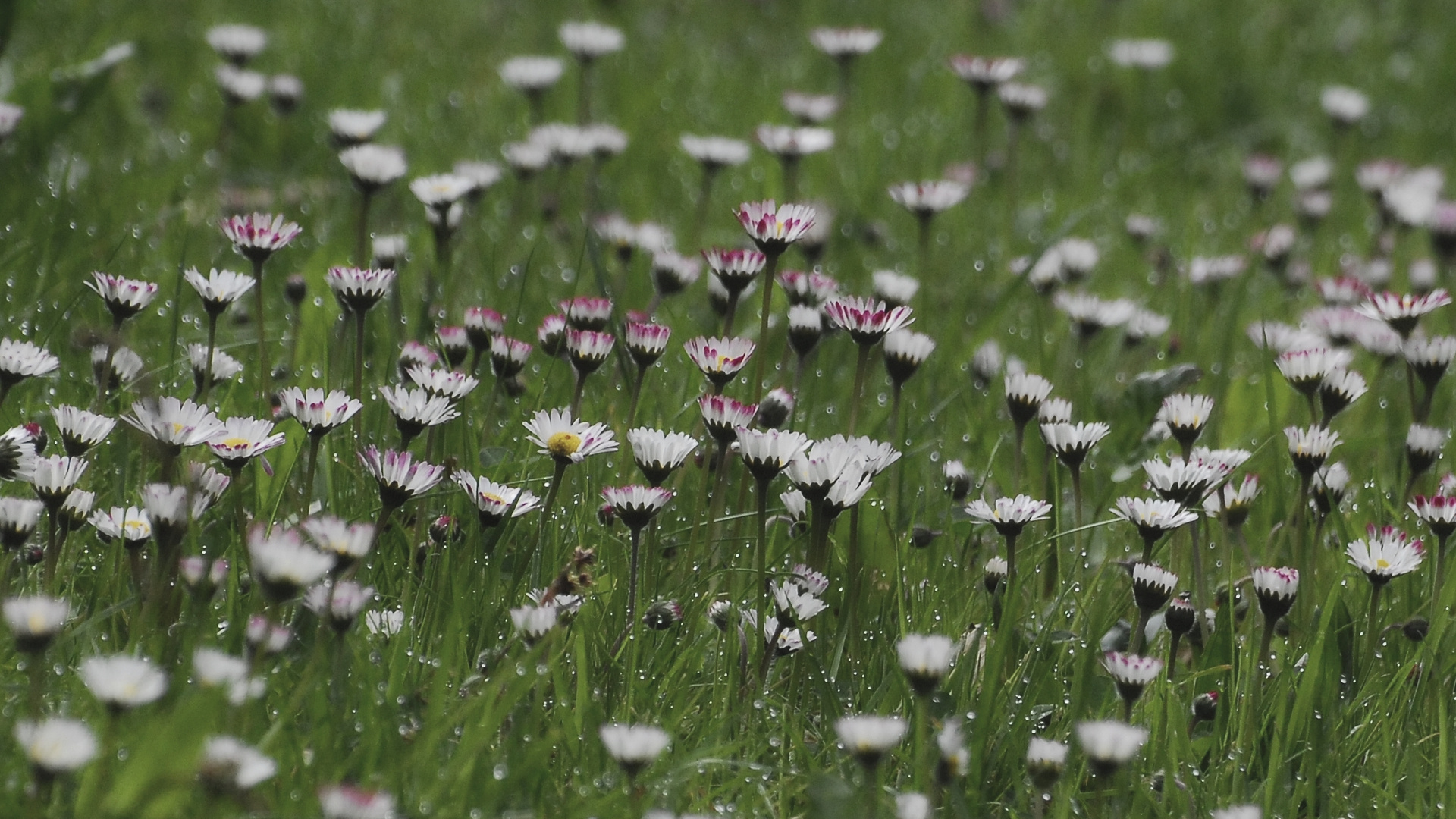 nur ein paar Gänseblümchen