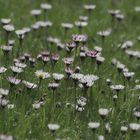 nur ein paar Gänseblümchen