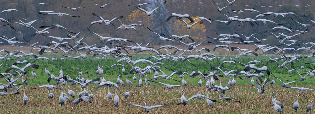 nur ein paar Kraniche