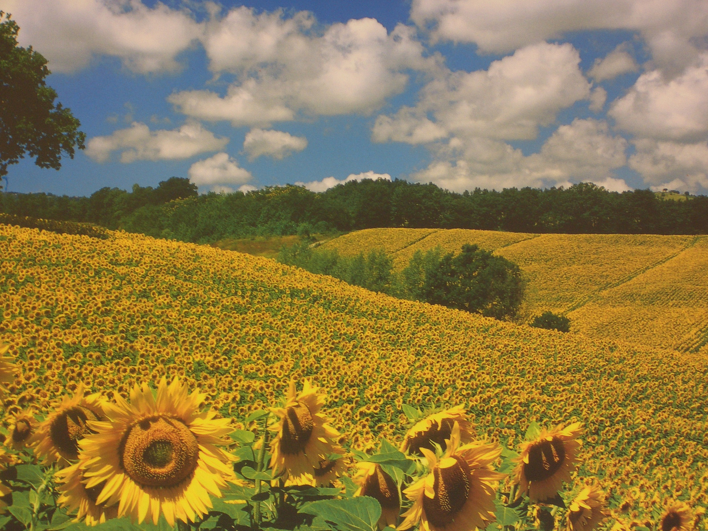 ... nur ein paar Sonnenblumen !