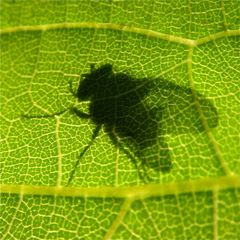 Nur ein Schatten ihrer selbst - FÜR WOLFGANG MÜLLER UND SEINE WUNDERBAREN FOTOS !