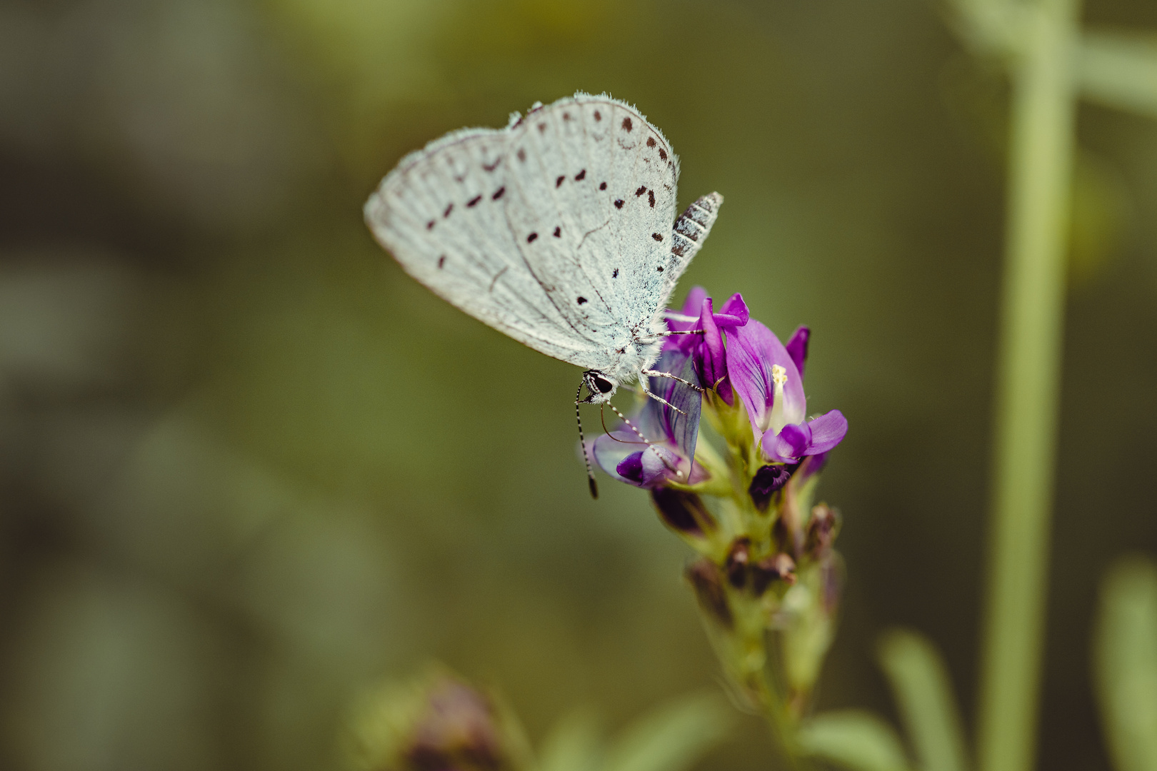 Nur ein Schmetterling