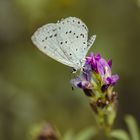 Nur ein Schmetterling