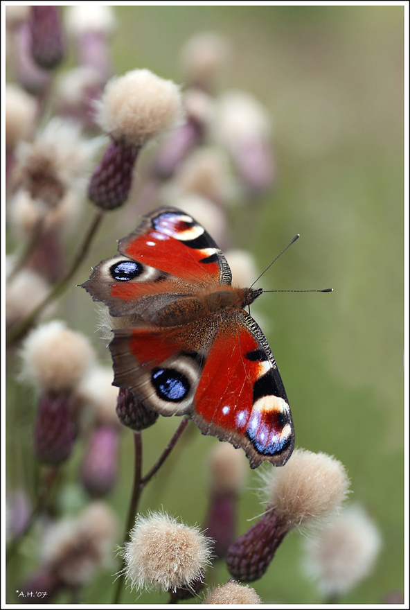 Nur ein Schmetterling (3)