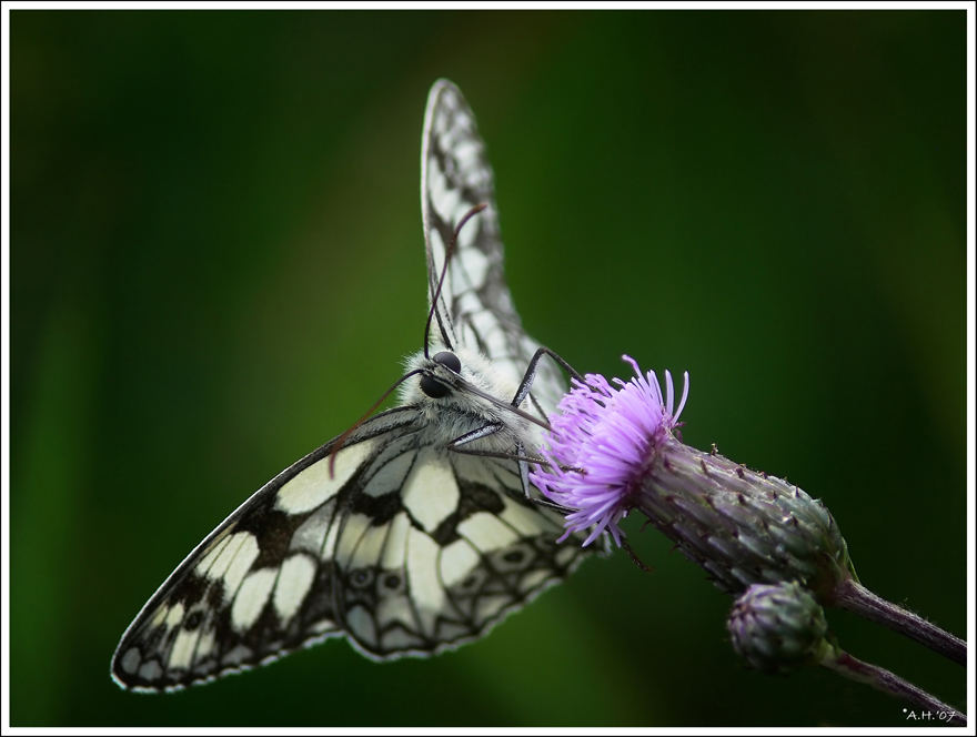 Nur ein Schmetterling (4)