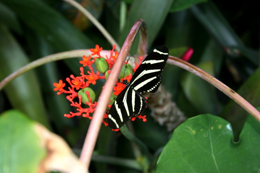 Nur ein Schmetterling