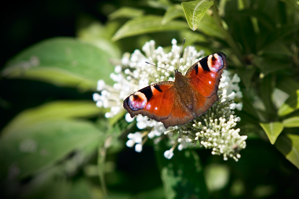 Nur ein Schmetterling :-)