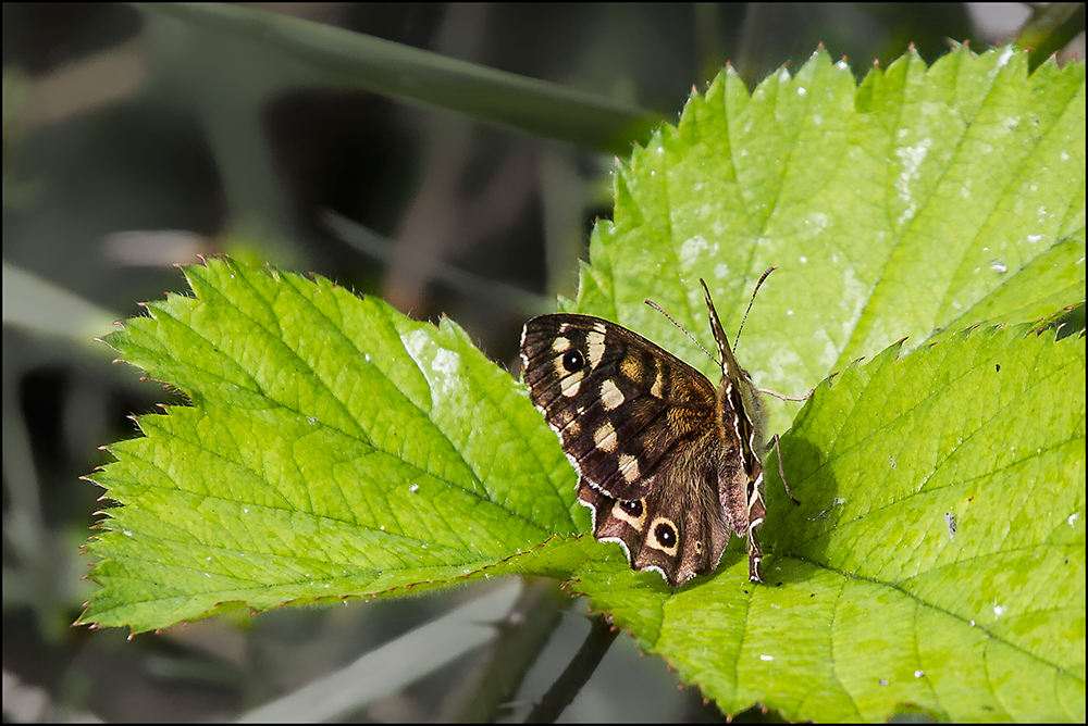 Nur ein Schmetterling