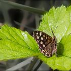 Nur ein Schmetterling