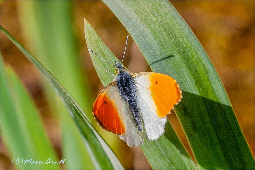 Nur ein Schmetterling