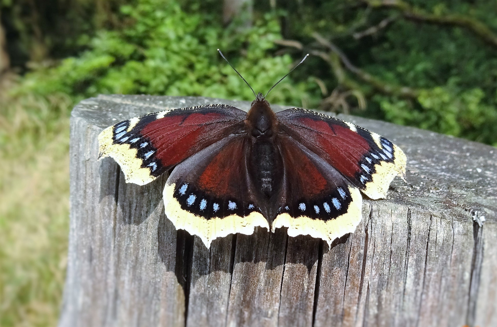 Nur ein Schmetterling....