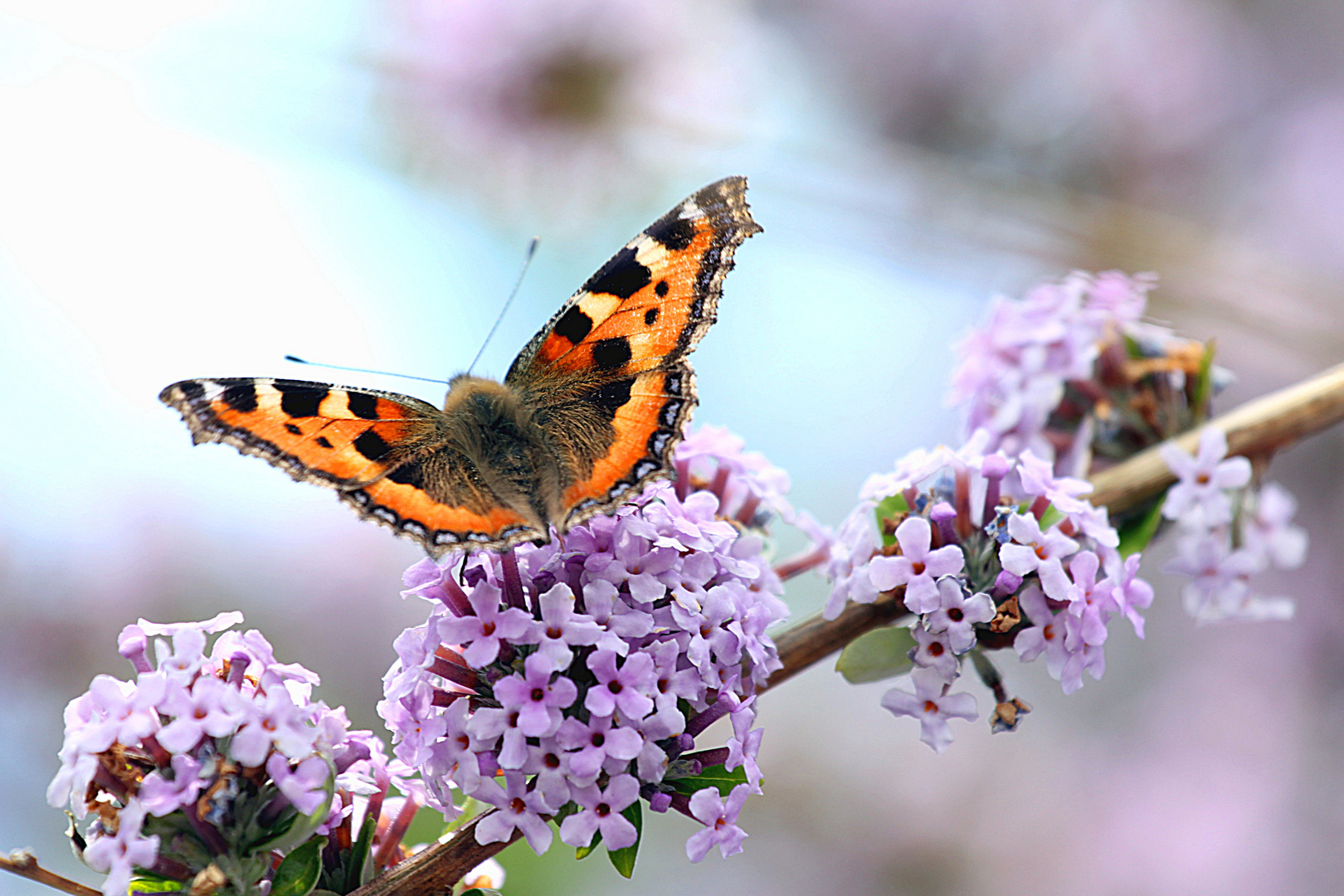 Nur ein Schmetterling....