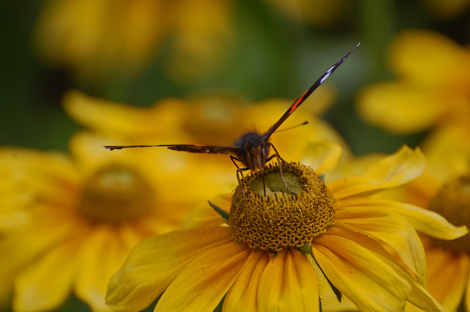 Nur ein Schmetterling