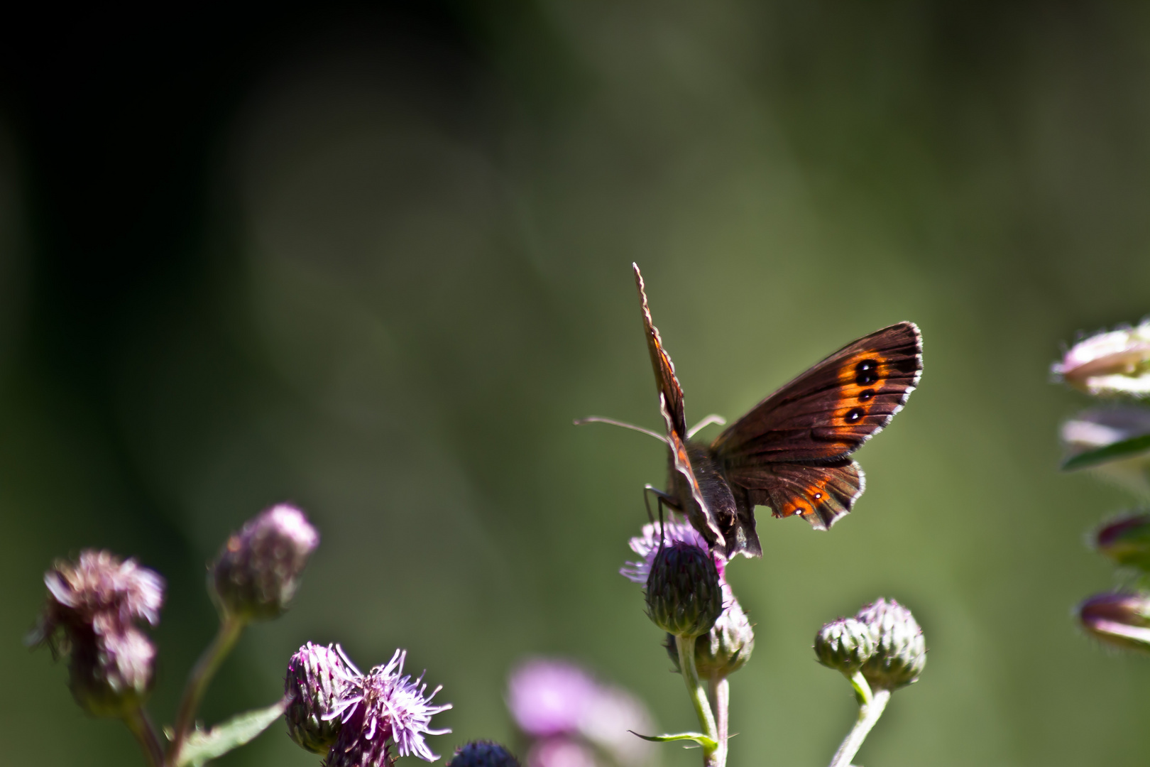 .....nur ein Schmetterling im Sommer.....