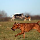 Nur ein schöner Hund