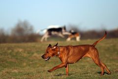 Nur ein schöner Hund