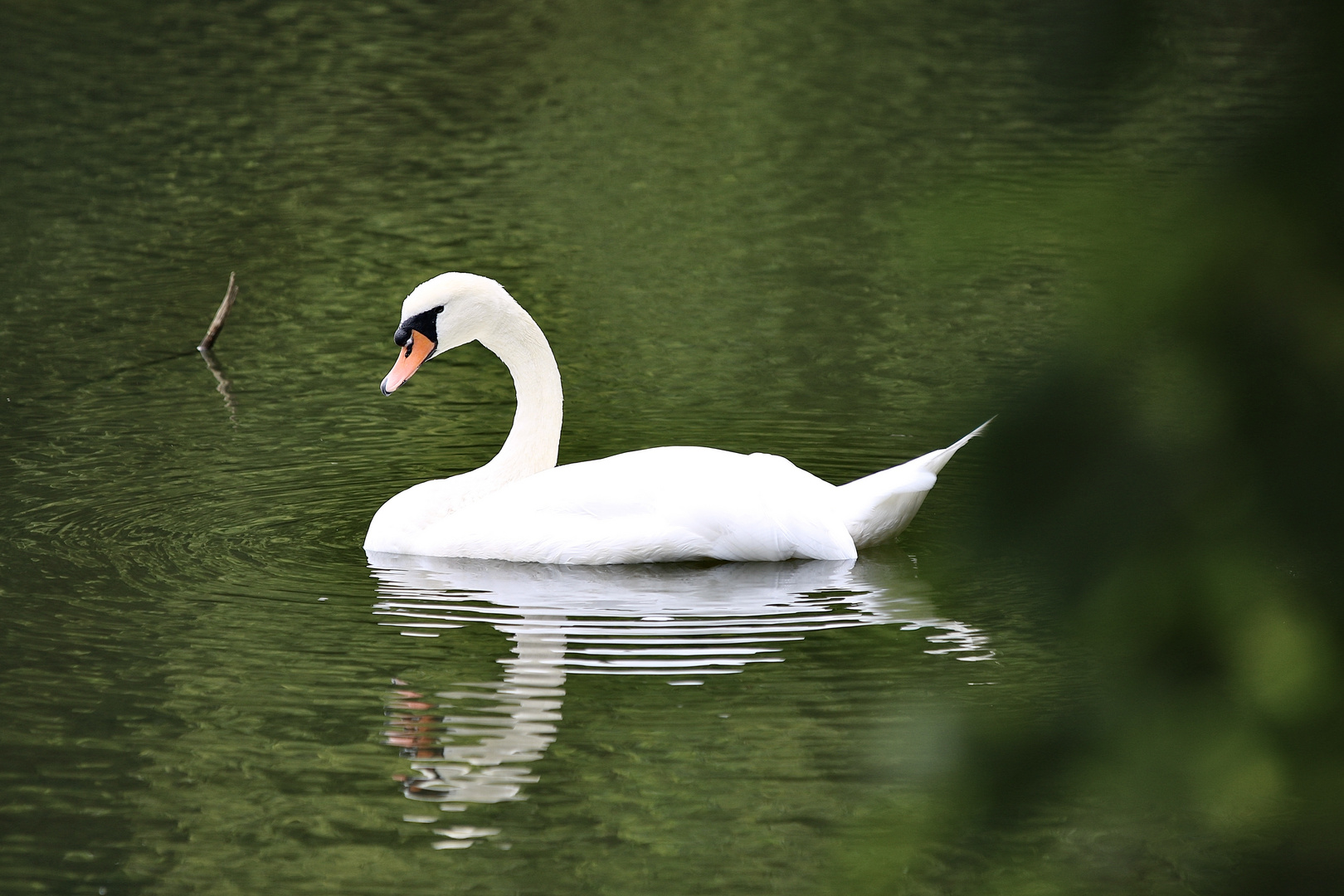 nur ein Schwan