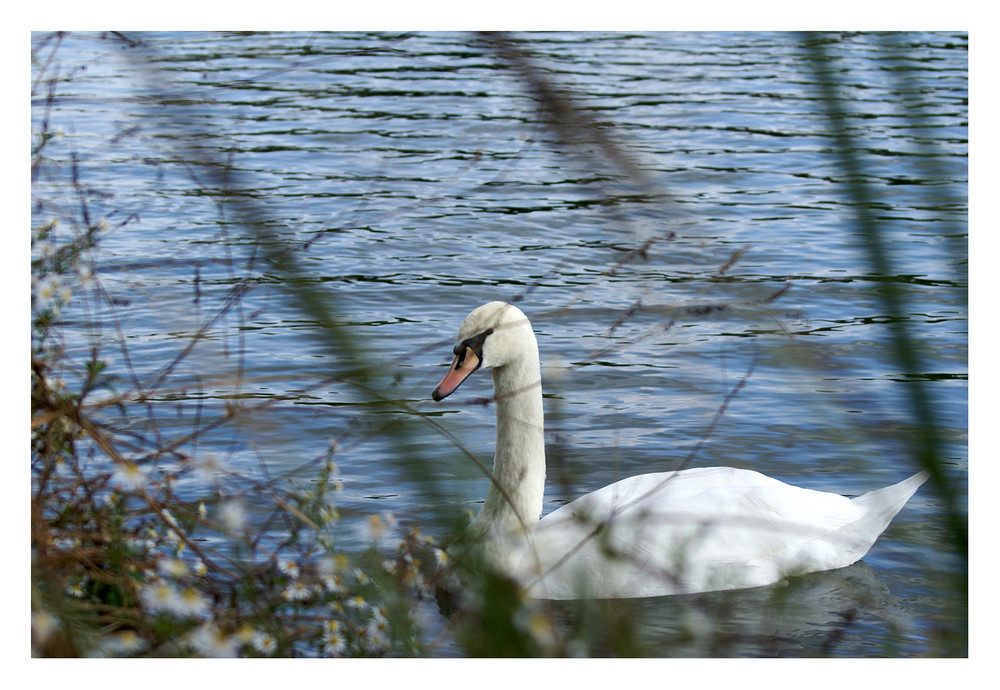 ...nur ein Schwan