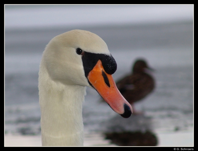 nur ein Schwan