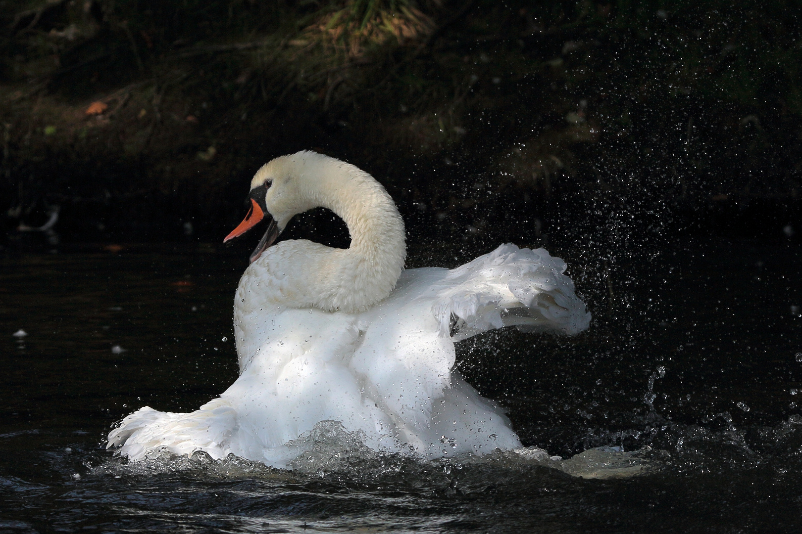 nur ein Schwan...