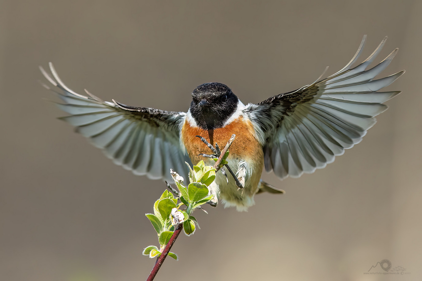 Nur ein Schwarzkehlchen im Anflug