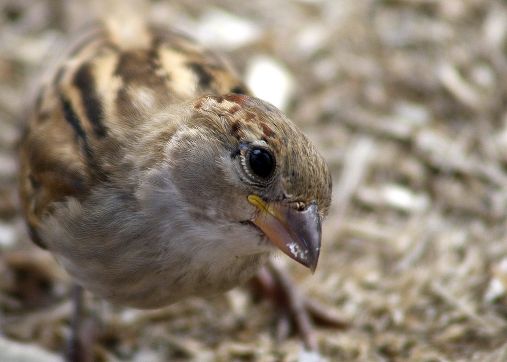 nur ein Spatz