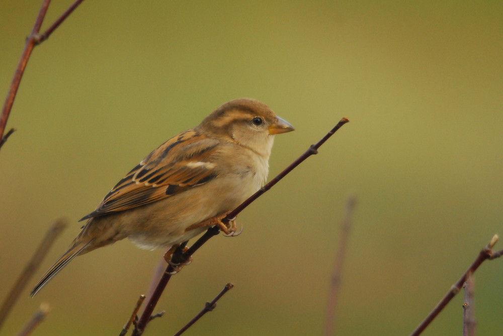 Nur ein Spatz