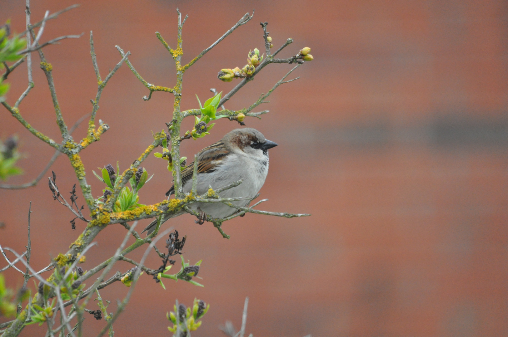 Nur ein Spatz