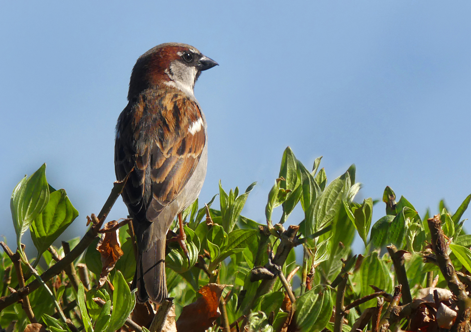 Nur ein Spatz