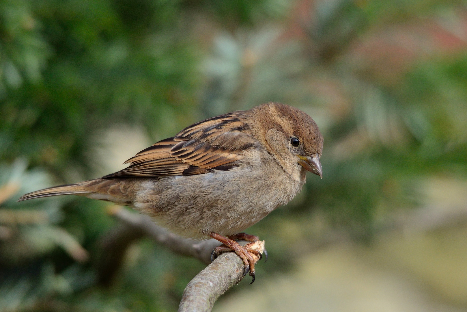 Nur ein Spatz...