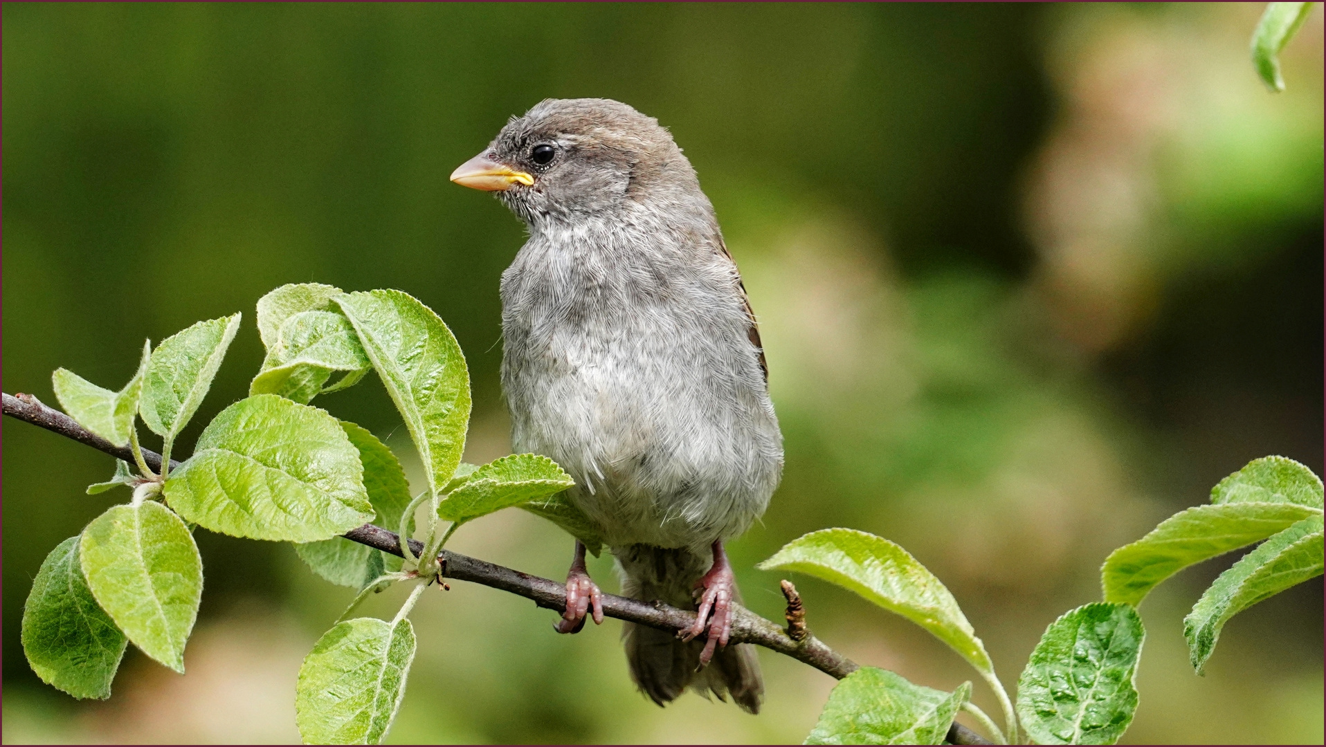 nur ein Spatz ....