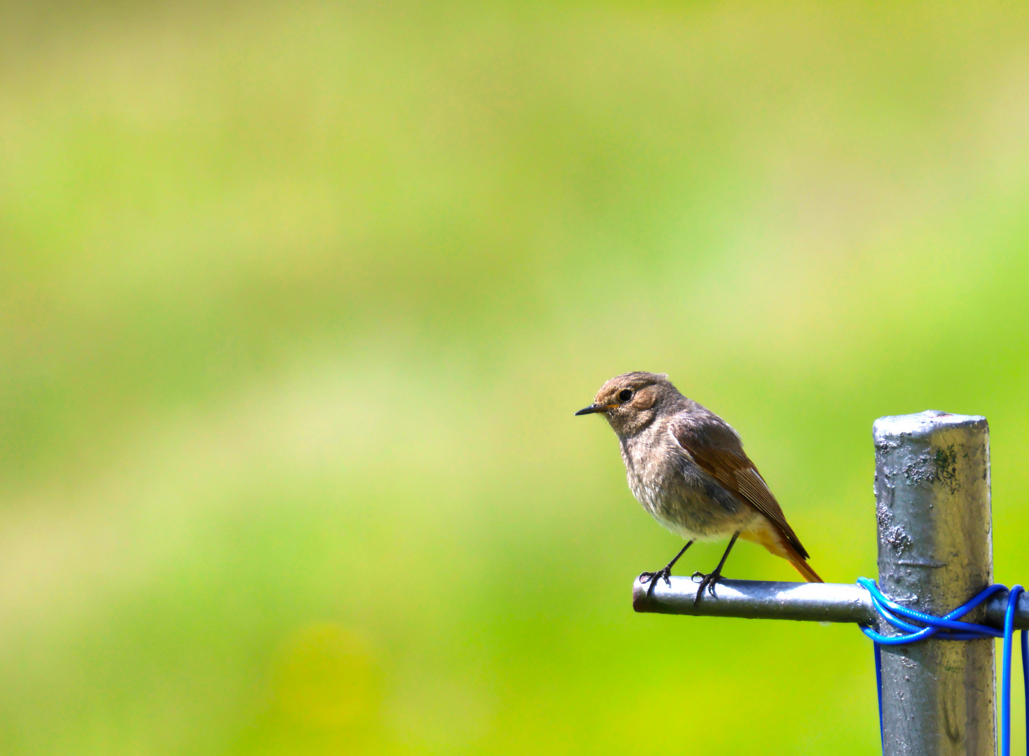 Nur ein Spatz