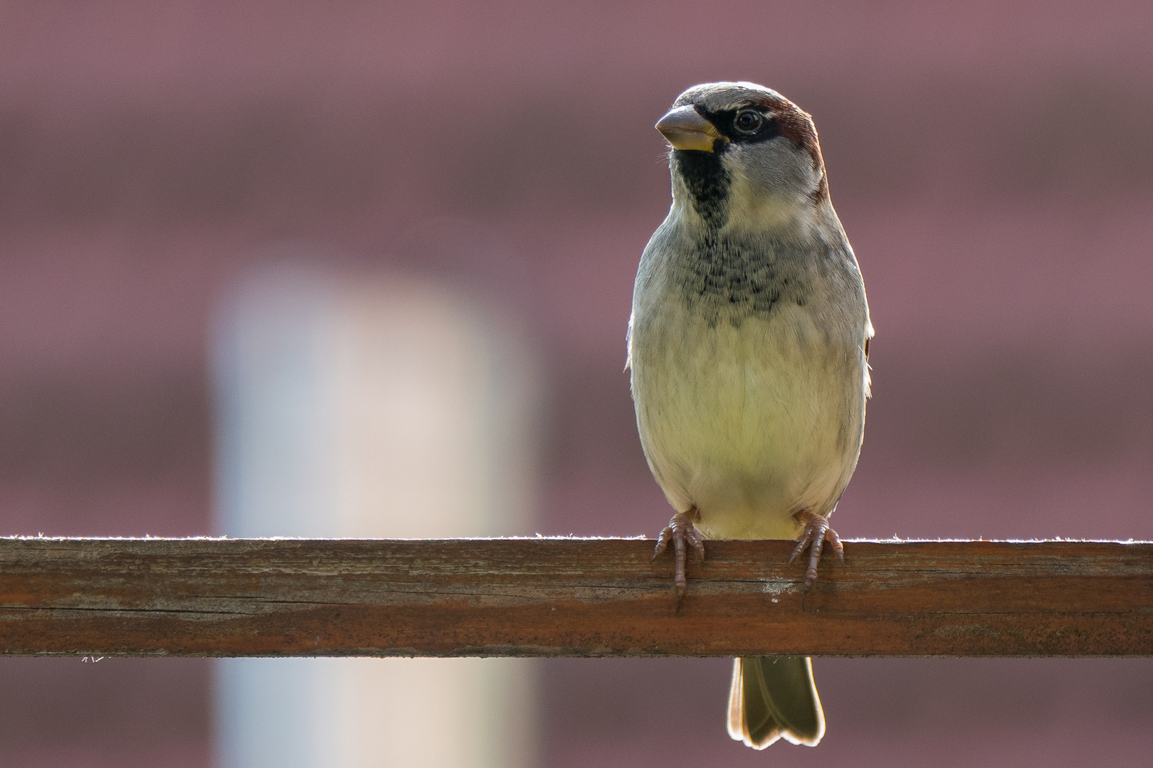 nur ein Spatz