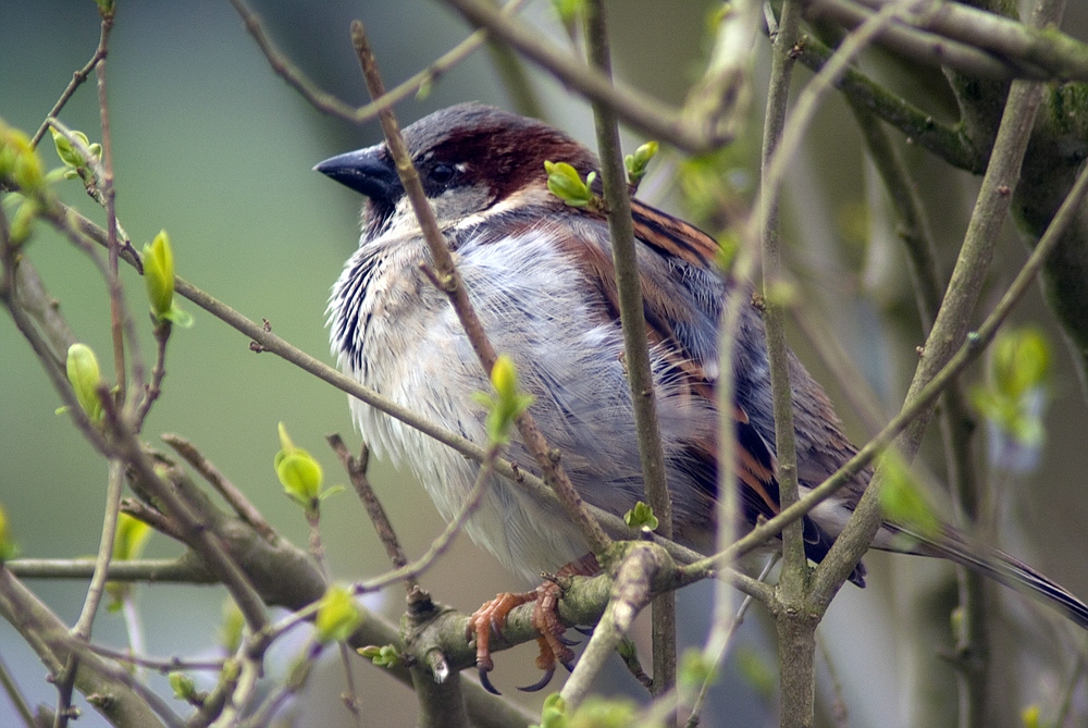 Nur ein Spatz