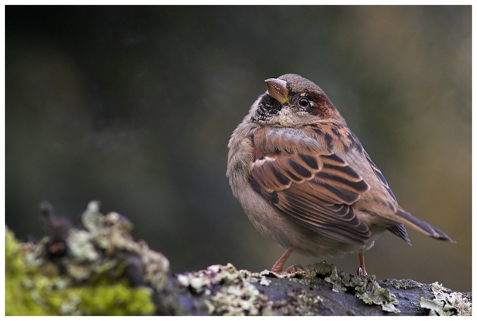 Nur ein "Spatz"....