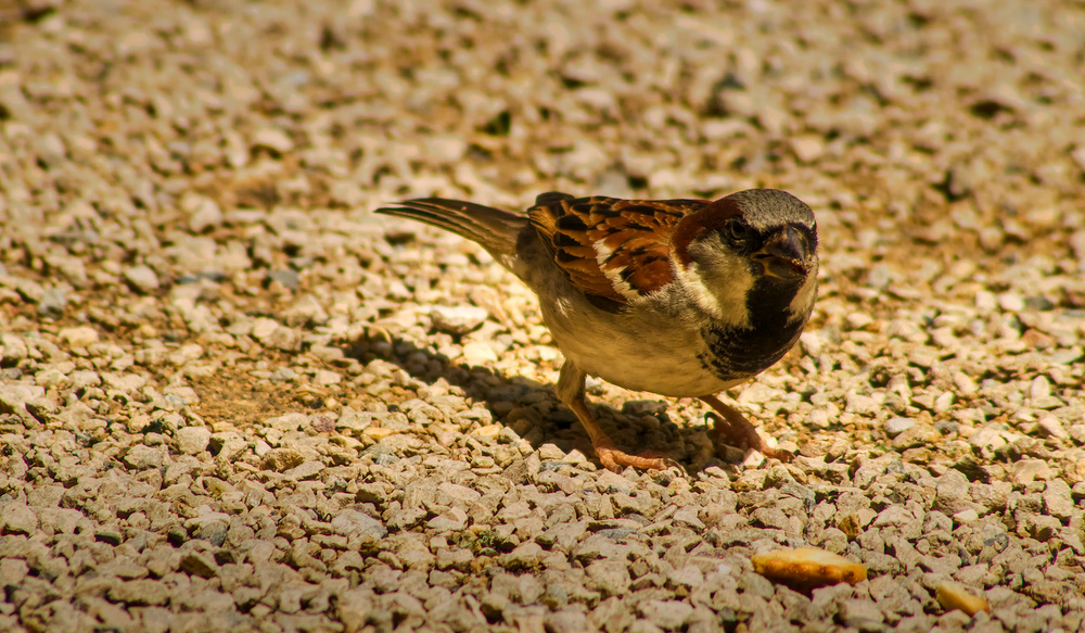 Nur ein Spatz