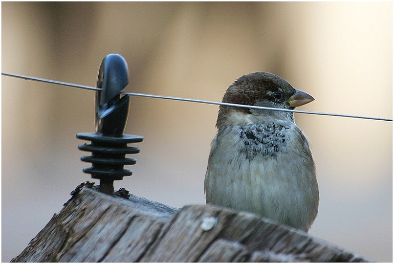 - nur ein Spatz -