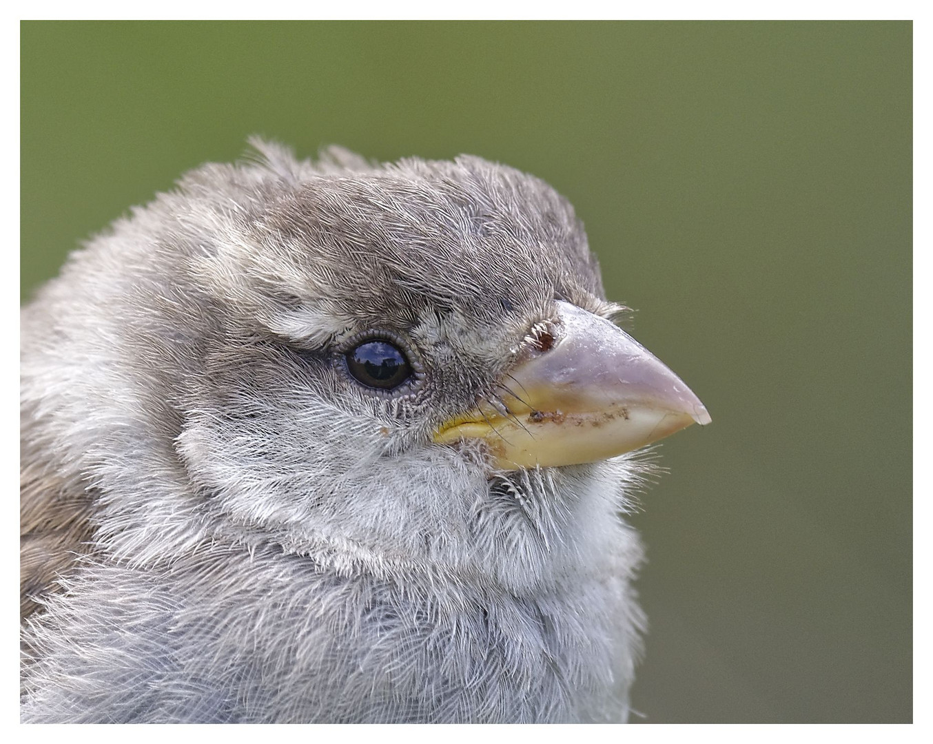 nur ein Spatz