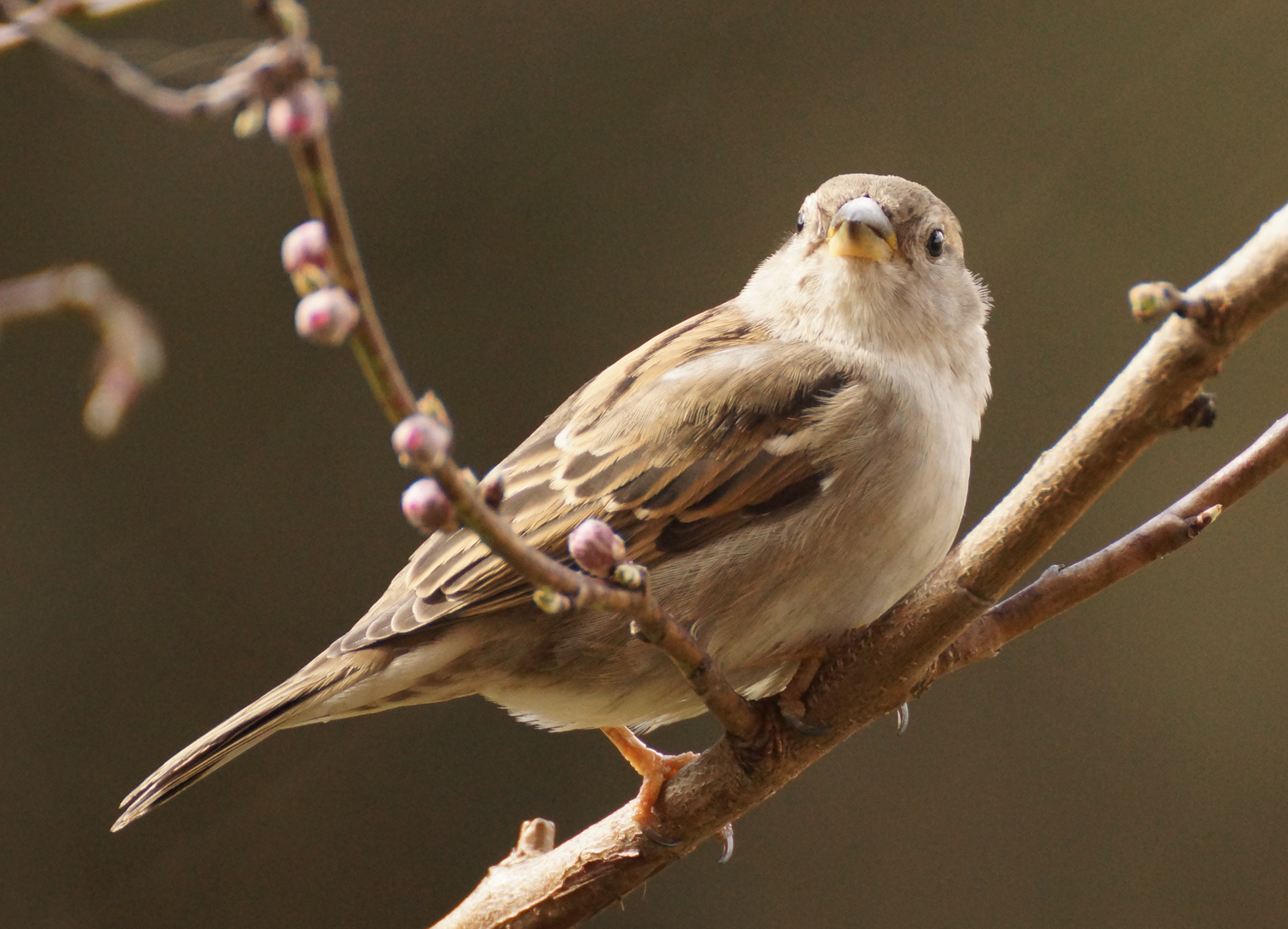 Nur ein Spatz im Pfirsischbaum