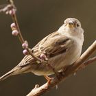 Nur ein Spatz im Pfirsischbaum