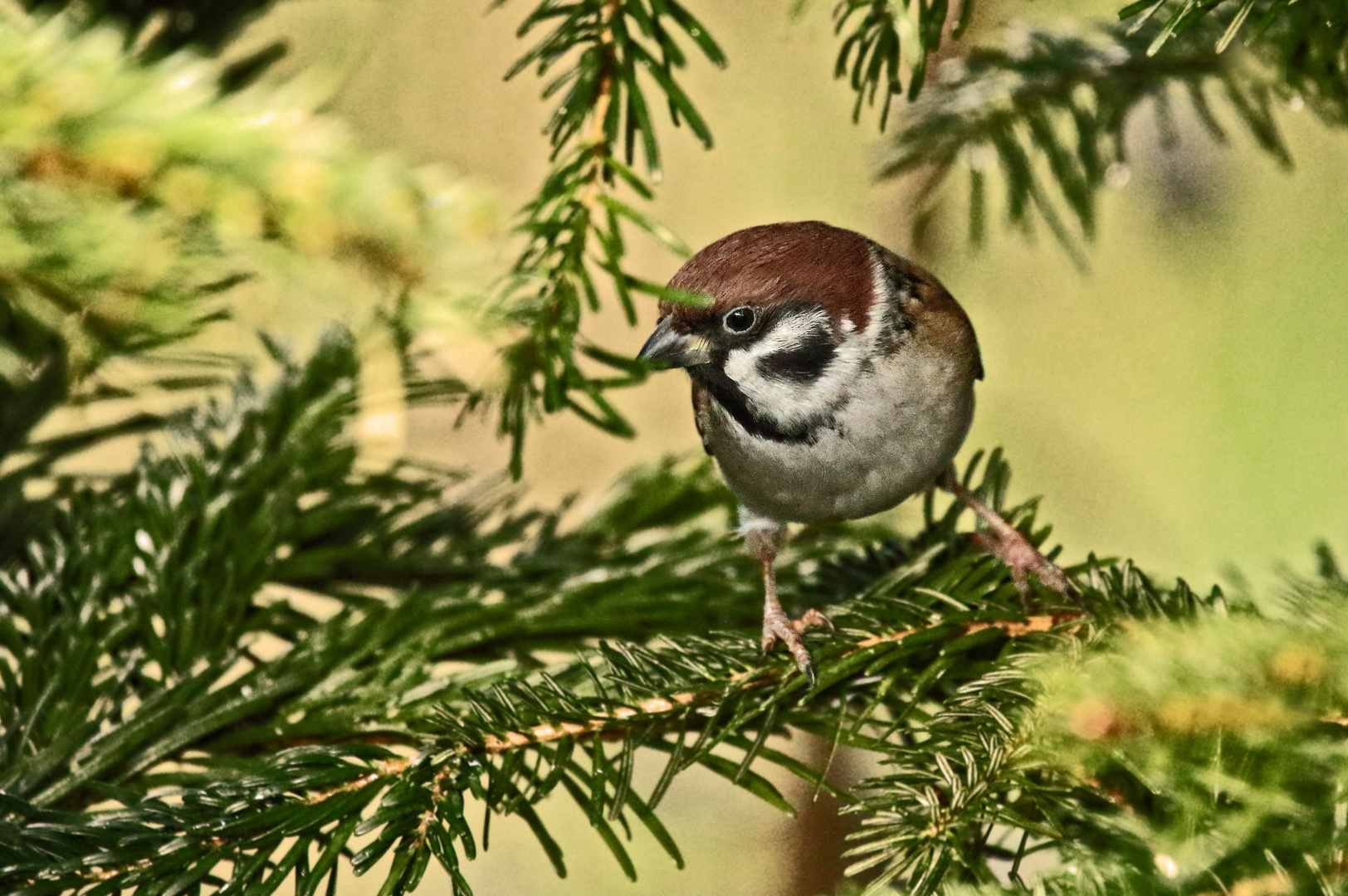 "NUR EIN SPATZ" (ISO 6400)