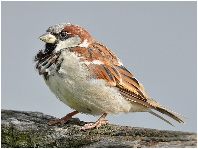 "Nur ein Spatz !?" - Nr. 11 - Vom Wind zerzaust