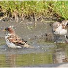 "Nur ein Spatz !?" - Nr. 13 - Das Freibad war noch nicht geschlossen