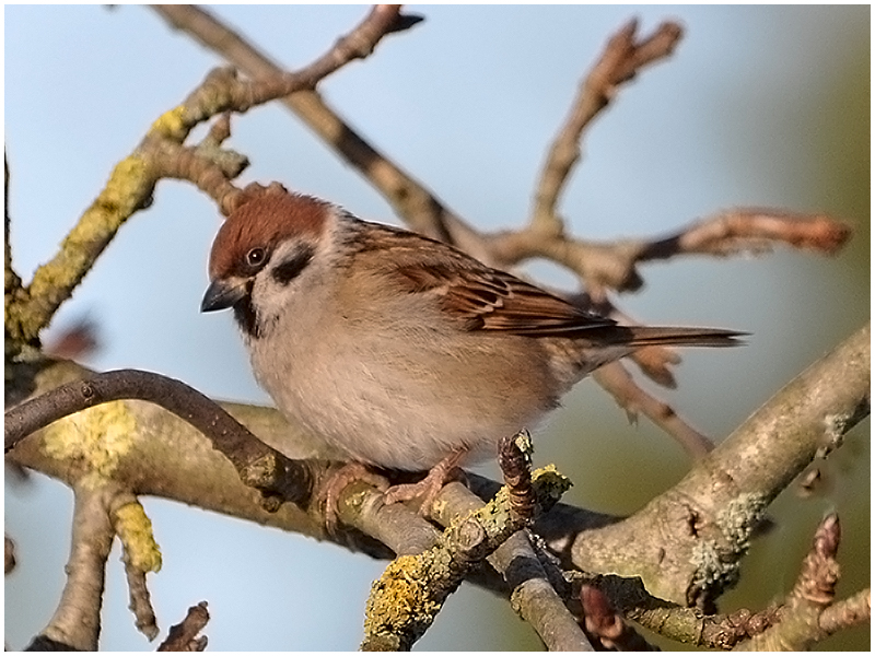 "Nur ein Spatz !?" - Nr. 18 - "Skeptischer Blick"